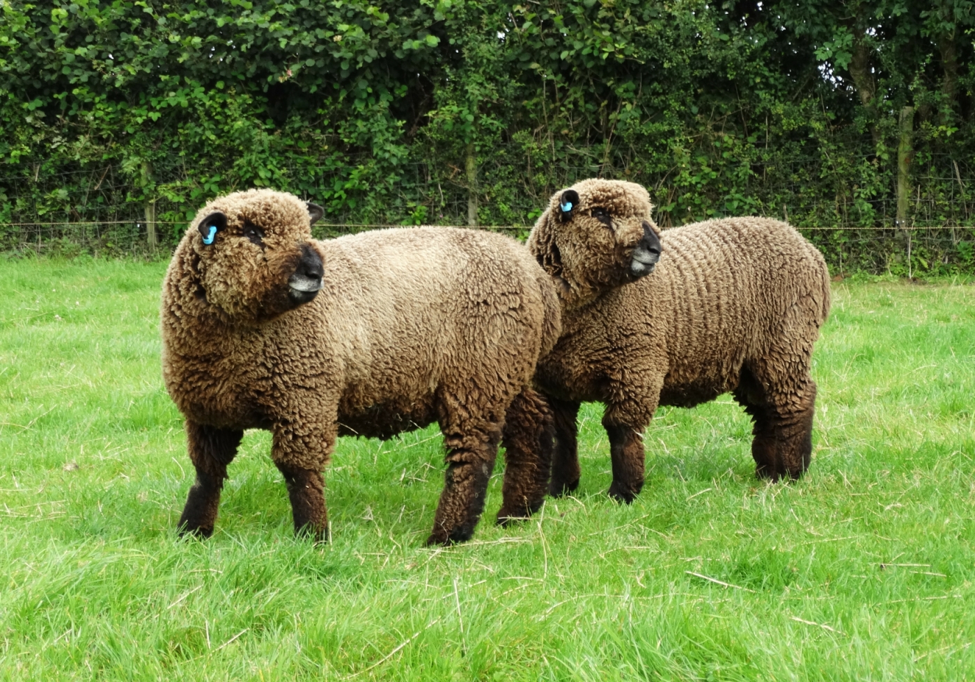 Smeafield Coloured Ryeland Sheep - Smeafield Coloured Ryelands